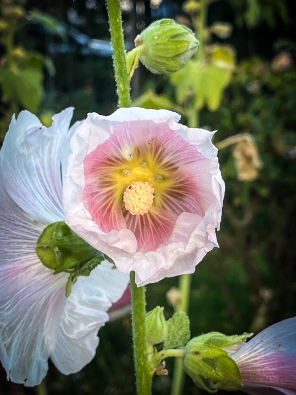 Flowering Now: Pink Hollyhock (Alcea) [Photography]