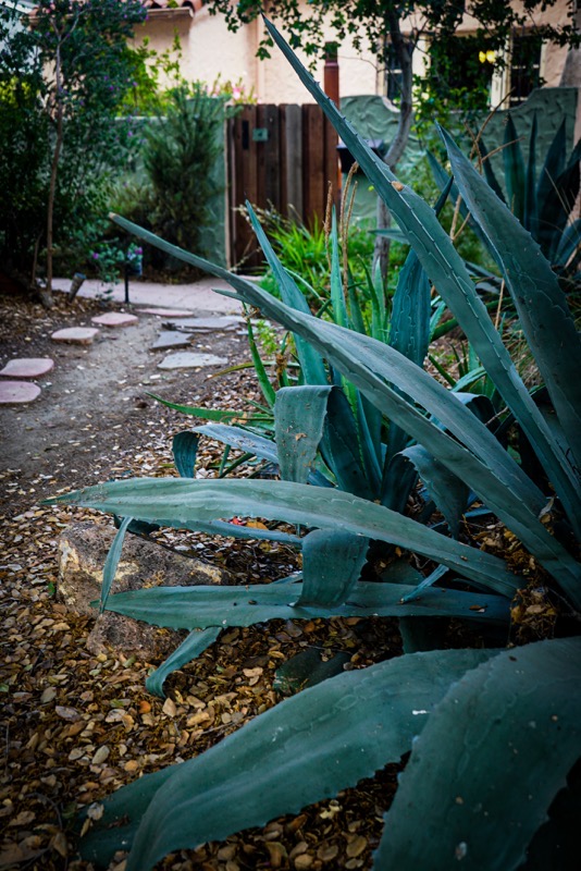 A Front Garden, Studio City, California 