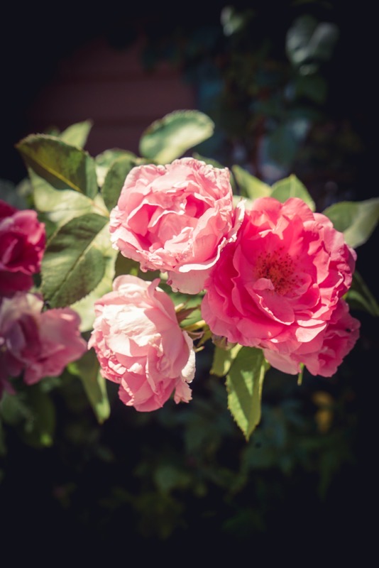 Roses, Wrightwood, California 2 