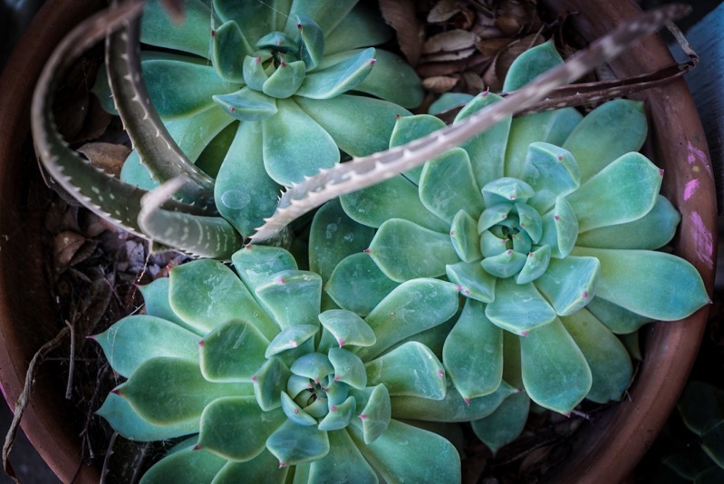 Echeveria and Aloe