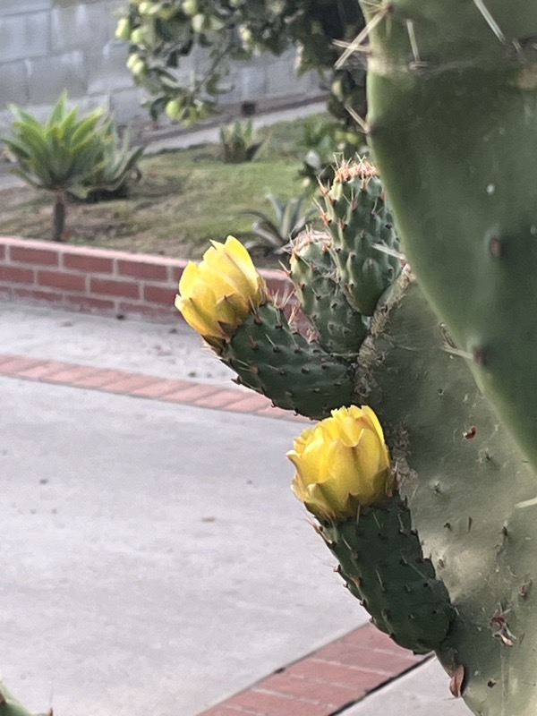 Optunia flowers.