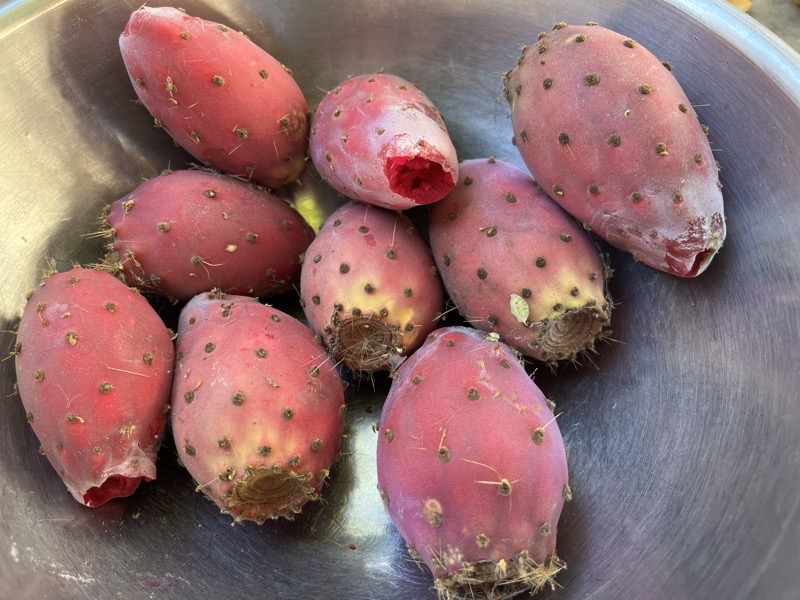 Prickly pear harvest 1.