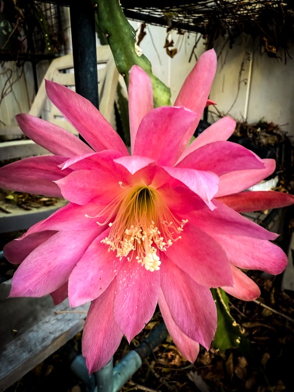 Epiphyllum Blooms In The Garden (2 photos)