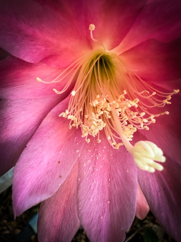 Epiphyllum Blooms In The Garden (2 photos)