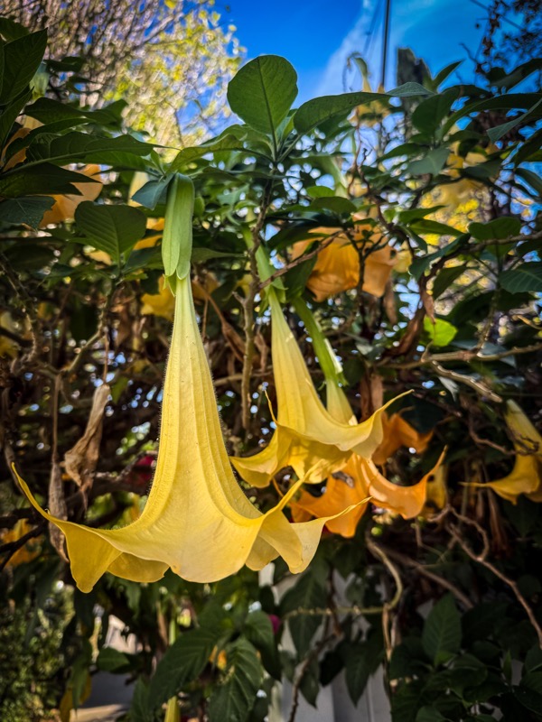 Brugmansia, Sherman Oaks, California 