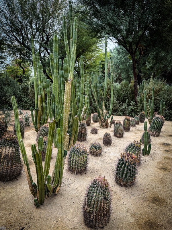 Garden Scene 4, Sunnylands, Rancho Mirage, California [Photography]