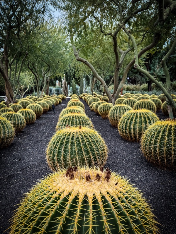 Barrel Cactus Garden Scene 5, Sunnylands, Rancho Mirage, California 