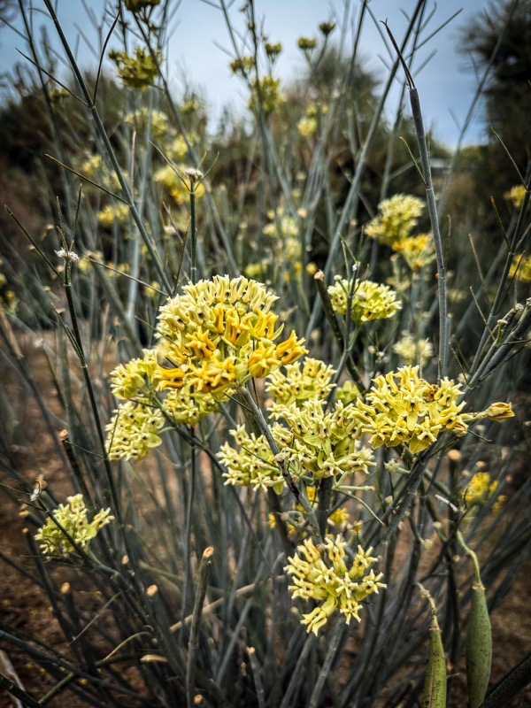 Asclepias subulata, Garden Scene 9, Sunnylands, Rancho Mirage, California