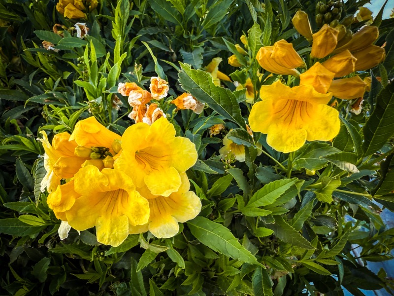 Tecoma Flowers 2, Indio, California