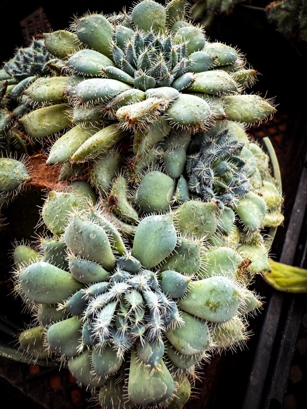 Echeveria setosa. var. deminuta, LA Succulents, Lake View Terrace, California [Photography]