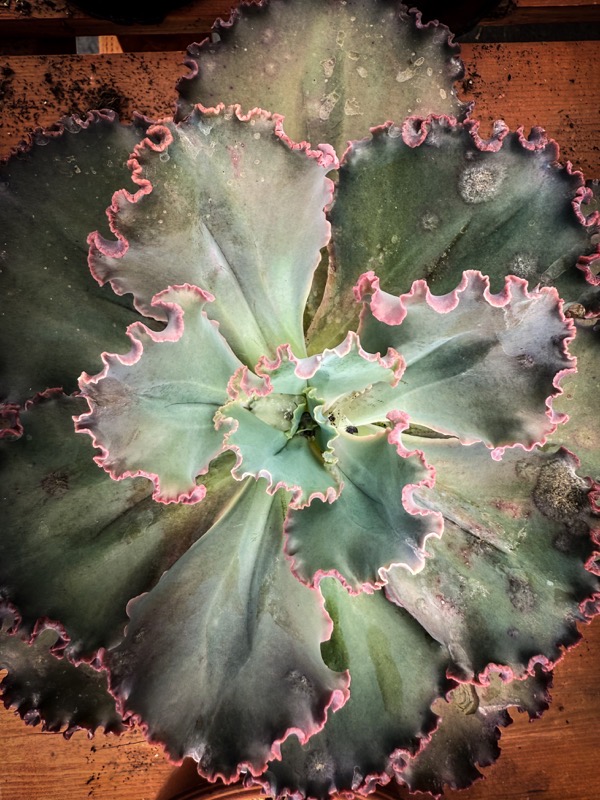 Echeveria shaviana.