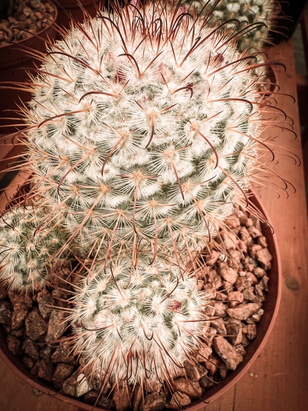 Mammillaria bombycina, LA Succulebnts, Lake View Terrace, Sun Valley, California  [Photography] 