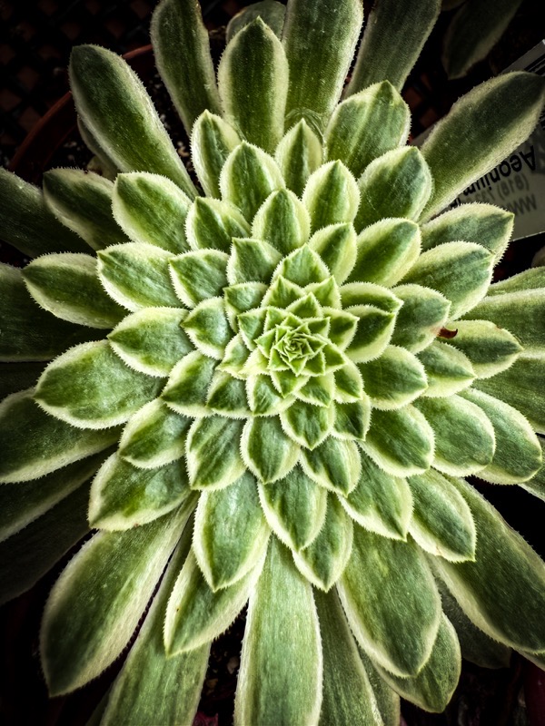 Aeonium, LA Succulents, Lake View Terrace, California [Photography]