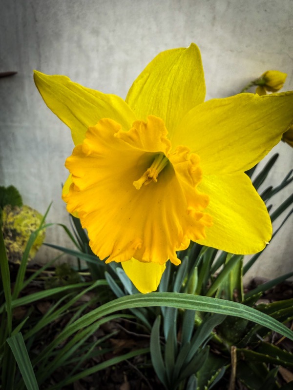 In The Garden: First Daffodils 2025