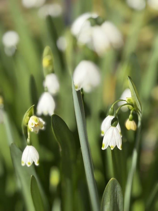 Flowering Now: Leucojum  (Snowflakes), Sherman Oaks, California