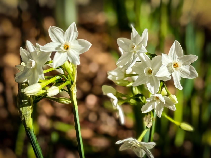 In The Garden: More Paperwhites 2025 [Photography]