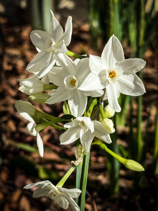 In The Garden: More Paperwhites 2025 [Photography]