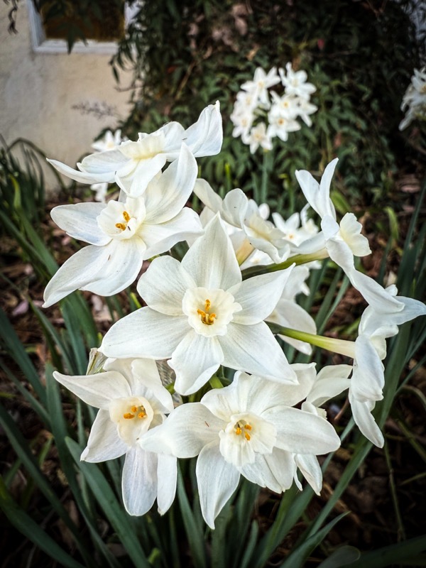 In The Garden: More Paperwhites 2025 [Photography]