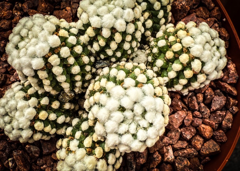 Mammillaria gracilis, LA Succulents, Lake View Terrace, California [Photography]