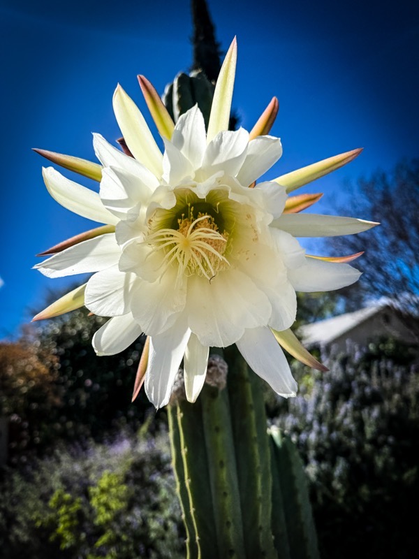 In The Neighboood: Trichocereus Catus Flowerm, North Hollywood, California [Photography]