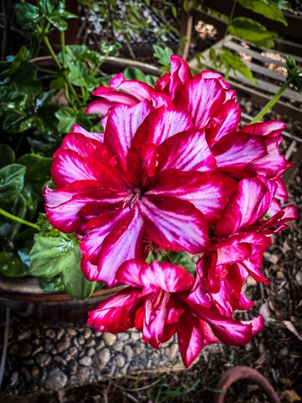 In The Garden: Geranium 2025 [Photography]