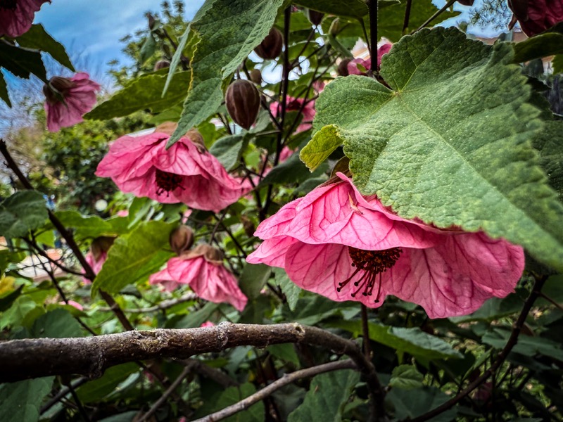 The image features a close-up view of a flowering plant with large, pink, bell-shaped flowers. The flowers have a delicate, crinkled texture and are hanging downward, with prominent stamens in the center. The leaves are broad, green, and have a slightly serrated edge, with visible veins. Some unopened flower buds are also visible, adding to the natural setting. The background is slightly blurred, showing more greenery and a hint of a blue sky, suggesting an outdoor environment. The overall composition highlights the beauty and detail of the flowers and leaves, with a focus on the pink blooms and their intricate structures.</p>

<p>Provided by @altbot, generated privately and locally using Ovis2-8B