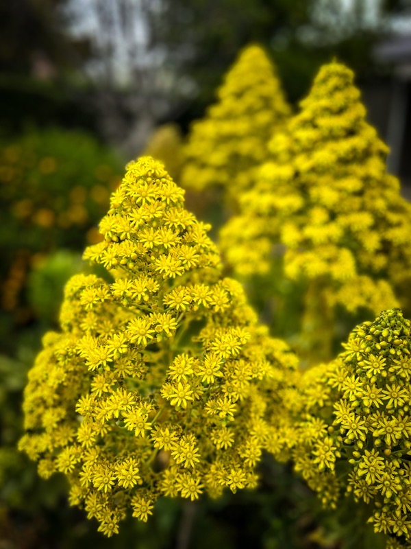 The image features a close-up view of vibrant yellow flowers, likely Aconitum, forming dense, conical clusters. The flowers have numerous small, star-shaped petals radiating from a central point, creating a bright, eye-catching display. The foreground is dominated by a prominent cluster of flowers, with the petals appearing delicate and numerous. In the background, additional clusters of similar flowers are visible, slightly blurred, suggesting depth and a natural setting. The overall color palette is dominated by the bright yellow of the flowers, contrasted against a softer, green background, enhancing the visual impact of the blooms.</p>

<p>Provided by @altbot, generated privately and locally using Ovis2-8B