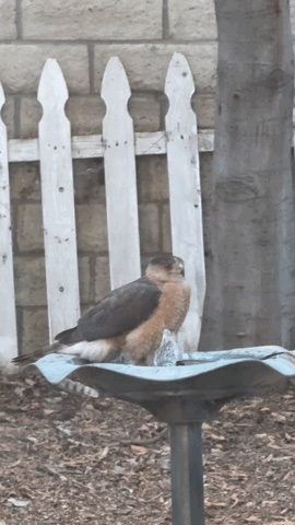 Coopers hawk 20250429.