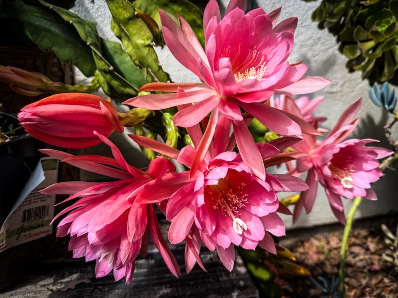 The image features a cluster of vibrant pink flowers, likely from a cactus plant, with multiple blooms in various stages of opening. The flowers have numerous petals that are a gradient of pink, with some petals having a deeper pink hue at the tips. The center of each flower displays prominent stamens with white filaments and yellow anthers. The flowers are surrounded by green, thick, and fleshy cactus leaves, some of which are spiny. In the background, there is a white wall, and the setting appears to be outdoors, with natural sunlight illuminating the scene. The flowers are in focus, while the background is slightly blurred, emphasizing the flowers' details. A tag with a barcode is visible on the left side, suggesting the plant might be for sale.</p>

<p>Provided by @altbot, generated privately and locally using Ovis2-8B