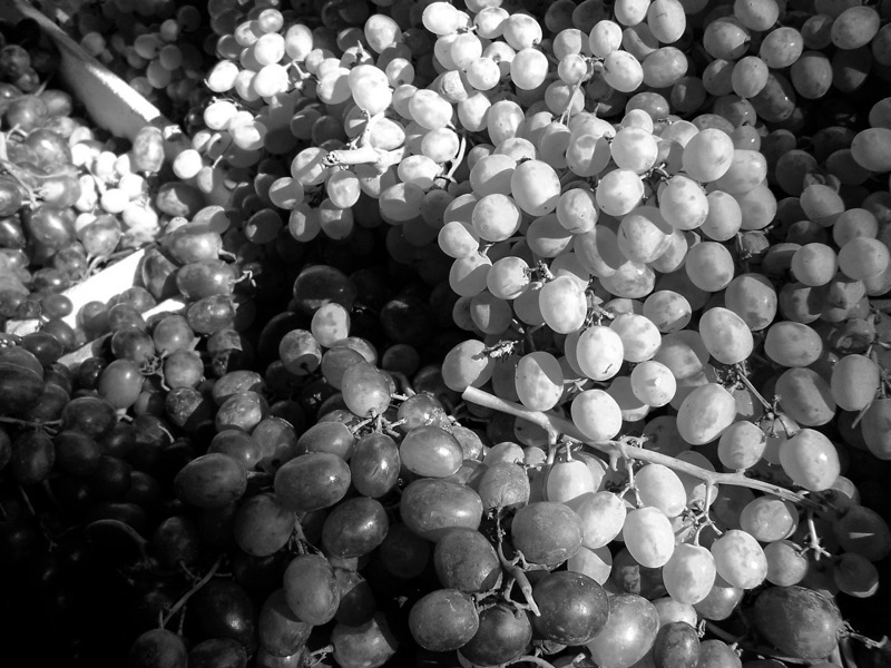 The image is a black and white photograph of a pile of grapes. The grapes are clustered together, with some appearing to be white or light-colored, while others are dark or purple. The lighting in the image creates a contrast between the illuminated and shadowed areas, highlighting the texture and shape of the grapes. The grapes are in various stages of ripeness, with some appearing plump and others slightly wrinkled. The image captures the natural variation in color and size among the grapes, with some stems visible, adding to the organic feel of the composition. The overall impression is of a bountiful harvest, with the grapes densely packed together, creating a sense of abundance.</p></p>

<p><p>Provided by @altbot, generated privately and locally using Ovis2-8B
