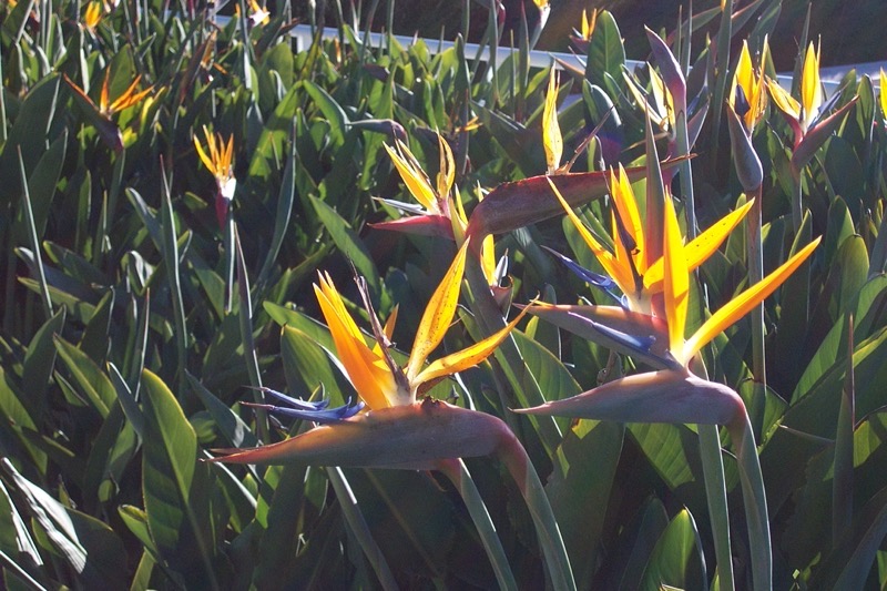The image features a vibrant display of Bird of Paradise flowers, scientifically known as Strelitzia reginae. These flowers are characterized by their unique shape, resembling a bird in flight, with bright yellow petals and a blue and orange spadix. The flowers are set against a backdrop of lush green leaves, which are long and narrow, typical of the Bird of Paradise plant. The sunlight illuminates the scene, highlighting the vivid colors of the flowers and creating a striking contrast with the green foliage. The flowers are arranged in a natural, somewhat clustered pattern, with some fully open and others still in bud form. The overall composition of the image emphasizes the beauty and exotic nature of the Bird of Paradise flowers.</p>

<p>Provided by @altbot, generated privately and locally using Ovis2-8B
