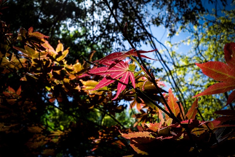 Japanese maple 2005.