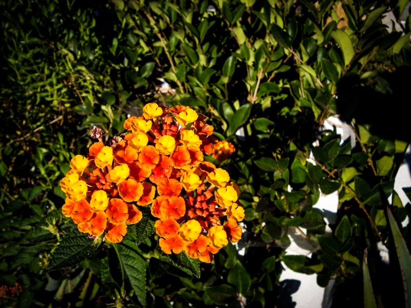 Lantana flower closeup.