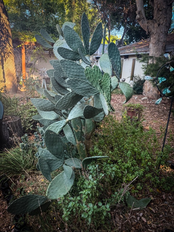 Prickly pear 2025 01.