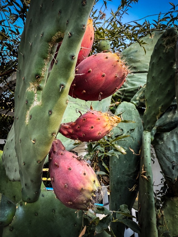 Prickley Pear (Opuntia) Fruit Beginning to RIpen in the Garden This Week