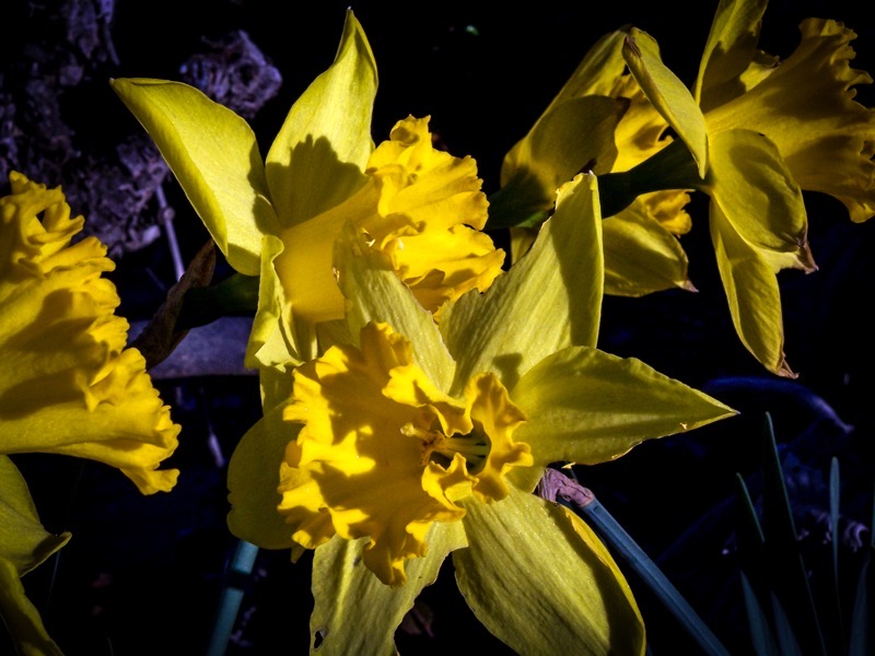 The image features a close-up view of several yellow daffodils in full bloom. The flowers are the main focus, with their bright yellow petals and ruffled corona (the central part of the flower) clearly visible. The petals are broad and slightly curved, with a smooth texture, and the corona has a frilled appearance. The background is dark, which contrasts with the vibrant yellow of the flowers, making them stand out prominently. The lighting is dramatic, with the flowers illuminated from one side, casting shadows on the petals and creating a sense of depth. The image captures the delicate beauty and intricate details of the daffodils, highlighting their natural elegance.</p>

<p>Provided by @altbot, generated privately and locally using Ovis2-8B