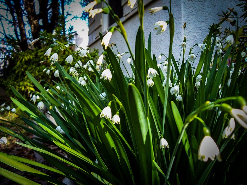The image features a cluster of snowflake flowers in full bloom, with their characteristic white, bell-shaped blossoms hanging downward. The flowers are surrounded by long, green leaves that are vibrant and healthy, indicating a well-maintained garden. The background shows a white building with a window, suggesting the flowers are growing in a garden area adjacent to a residential structure. The lighting in the image is natural, with sunlight filtering through the leaves, creating a dappled effect on the flowers and foliage. The overall scene is serene and captures the essence of early spring.</p>

<p>Provided by @altbot, generated privately and locally using Ovis2-8B