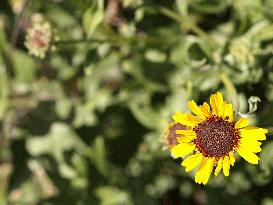 Photo: Canyon Sunflower in the breeze (animated gif) – A Gardener's Notebook