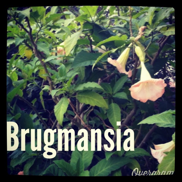 Brugmansia