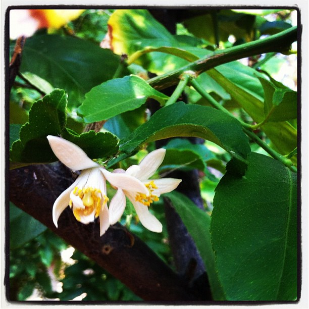 Photo: Lemon Blossoms via Instagram
