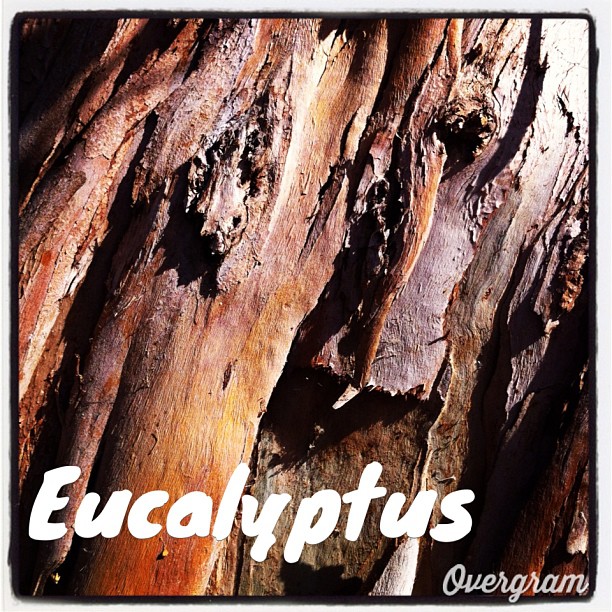 Garden Alphabet: Eucalyptus