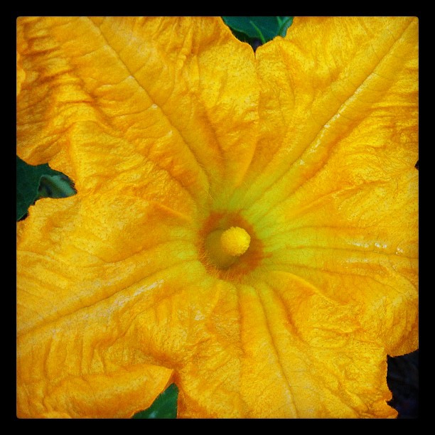 Photo: Pumpkin Flowers via Instagram