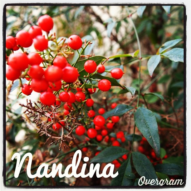 Garden Alphabet: Nandina