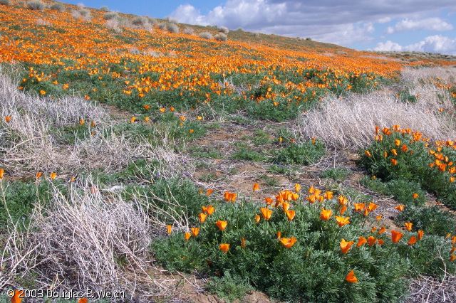 Wildflower and California Poppy Bloom info