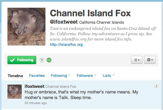 Follow the life of an newborn endangered Channel Island Fox on Twitter!
