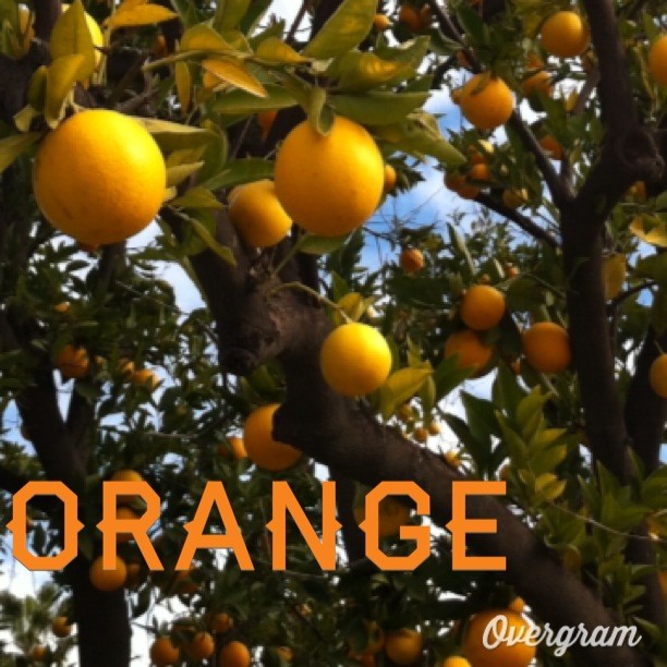 Garden Alphabet: Orange – Putting together a series of these on A Gardener’s Notebook – http://DouglasEWelch.com/agn