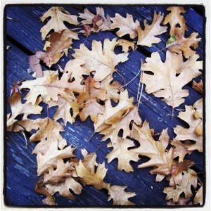 Oak leaves idyllwild