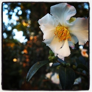 Photo: White Rose via Instagram