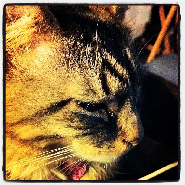 Photo: Kitty via Instagram