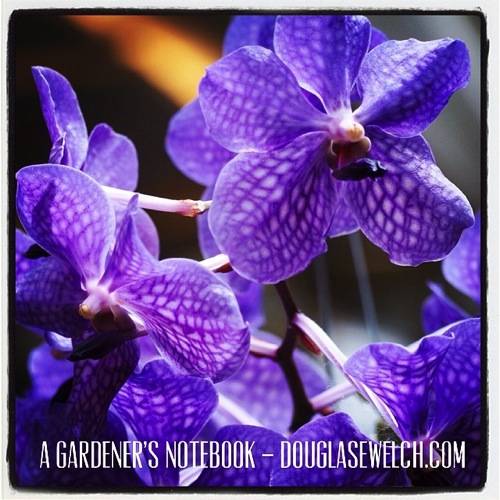 Photo: Purple Orchid from the Southern California Spring Garden Show 2014 via #instagram